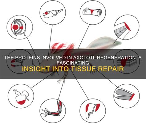 The Proteins Involved In Axolotl Regeneration: A Fascinating Insight Into Tissue Repair | PetShun