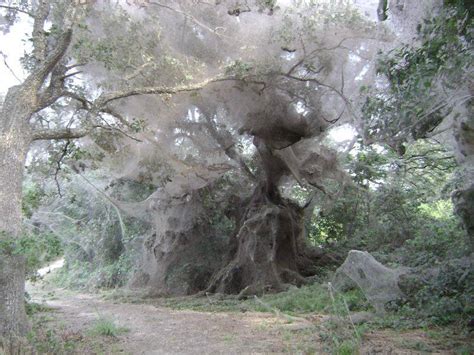 The Giant Spider Web that Swallowed Up Trees in Texas