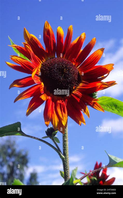 Solros 'Red Sun' Stock Photo - Alamy