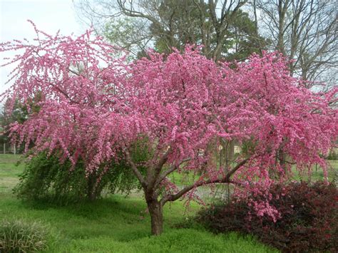 Prunus persica (Common Peach, Peach) | North Carolina Extension ...