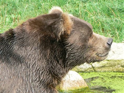 Kodiak bear - Facts, Diet, Habitat & Pictures on Animalia.bio