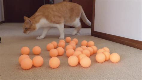 Cats reaction to Ping Pong balls!! (Part 2) - YouTube