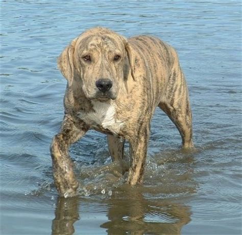 Catahoula Bulldog Breed Information and Photos