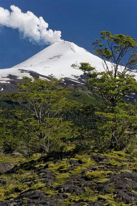 Villarrica National Park, Chile Photograph by Scott T. Smith - Pixels