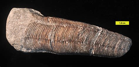 Wooster’s Fossil of the Week: A Conulariid (Lower Carboniferous of Indiana) | Science and ...