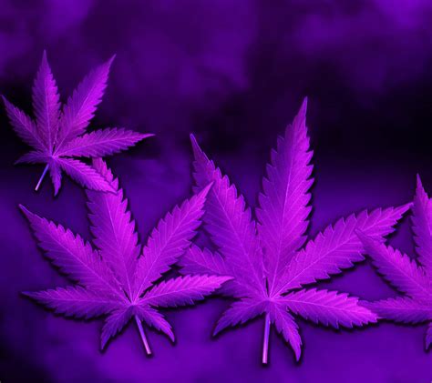 Purple Haze Wallpapers - 4k, HD Purple Haze Backgrounds on WallpaperBat