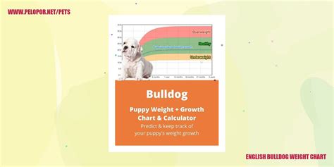 English Bulldog Weight Chart