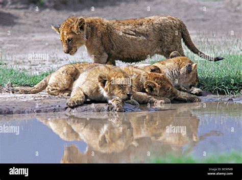 Brave lion cubs hi-res stock photography and images - Alamy