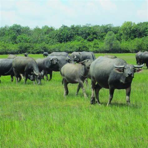 Condition of buffalo habitat in Indralaya district. | Download Scientific Diagram