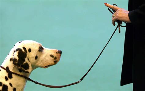 10 Easy and Fun Dog Tricks to Train Your Dog