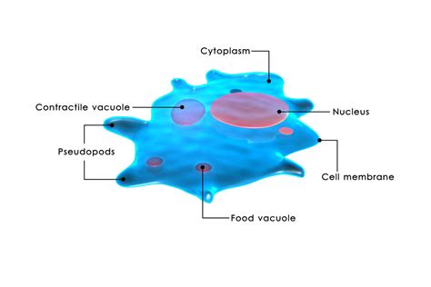 Amoeboid Motion