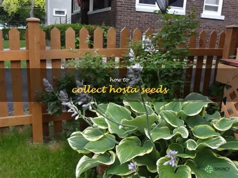 The Simple Guide To Collecting Hosta Seeds For Your Garden | ShunCy