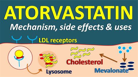 Atorvastatin - Mechanism, side effects and uses - YouTube