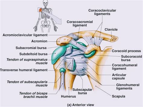 Anatomy of Shoulder Joint - PT Master Guide