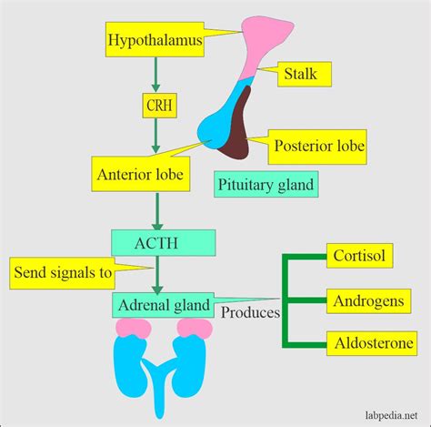 What hormones does the adrenal gland secrete - wpgase