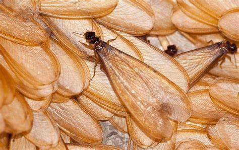 Termite Identification In Jacksonville, FL | Lindsey Pest Services