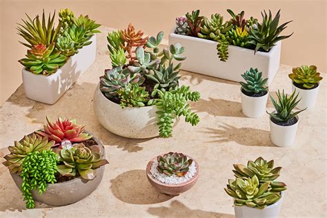 Indoor Succulents