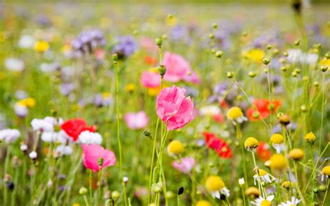 Flores del Campo