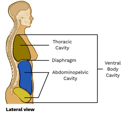 Ventral Body Cavity - Labster