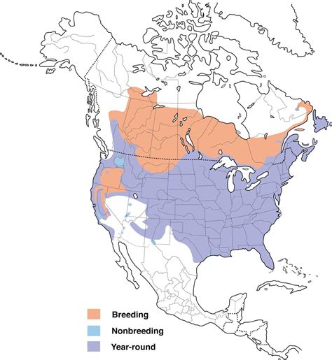 The definitive guide for distinguishing American crows & common ravens