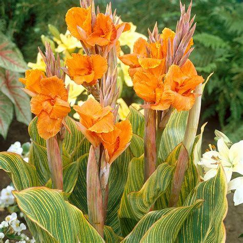 Van Zyverden Cannas Pretoria Bulbs (5-Set)-83450 - The Home Depot