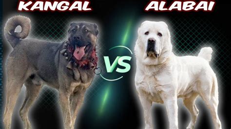 Kangal VS Alabai - Comparison - YouTube