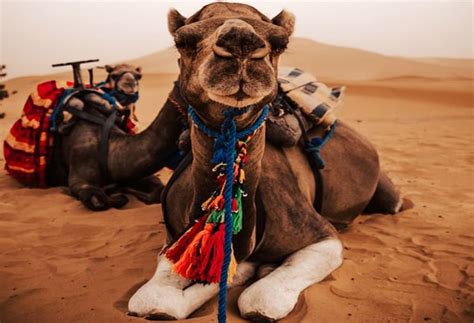 Overnight Camel Trekking Merzouga | Morocco Camel Tours