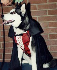 costumes for huskies - Google Search | Dog halloween costumes, Diy dog costumes, Best dog costumes