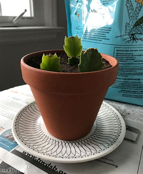 Christmas Cactus Cuttings: How to Make More Holiday Plants