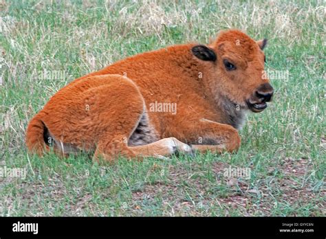 Young baby bison calf lying down in Wind Cave National Park in South ...