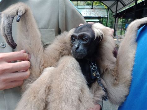 Endangered gibbon rescued thanks to Facebook community - Wildlife Alliance