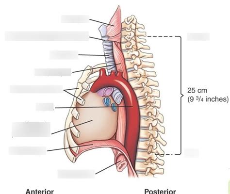 Esophagus Anatomy Diagram | Quizlet