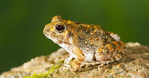 Scientists discover four new species of burrowing frogs in the Western Ghats