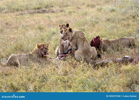 Group of Young Lions Eating Antelope Stock Photo - Image of young, group: 220237948