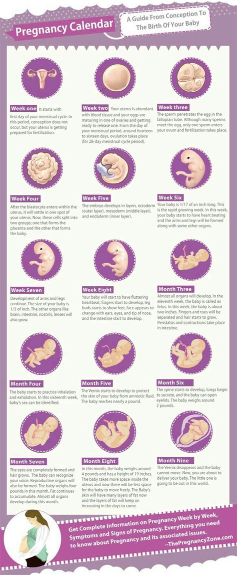 Stages Of A Dogs Pregnancy