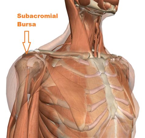 Shoulder Ligament Injuries - Innova Pain ClinicInnova Pain Clinic