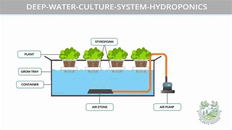 Here Are Deep Water Culture Advantages And Disadvantages (And How To Fix Them) | Plants Heaven