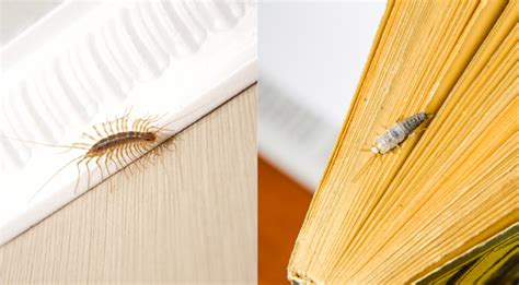 House Centipede vs Silverfish - Key differences You Need to Know ...