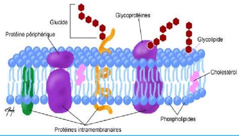 Membrane cellulaire Définition et Structure avec Schémas | Bio faculté