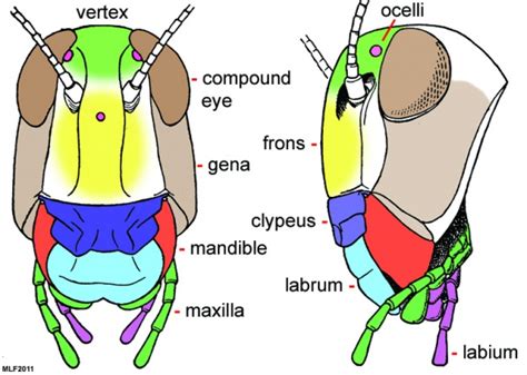 Insect Biology - Bugwoodwiki