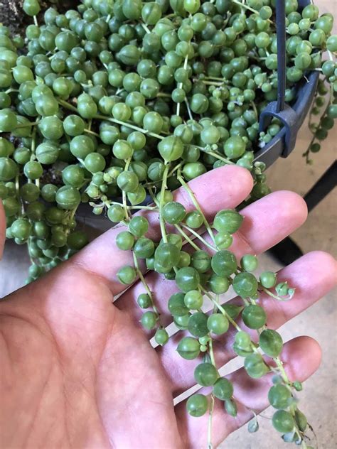 How to propagate string of pearls 🌱 📿 A step-by-step guide to multiplying your succulent collection