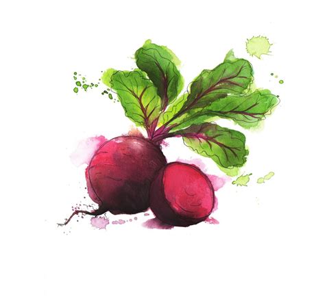 beetroot watercolour painting #illustration #drawing #art | Watercolor fruit, Vegetable ...