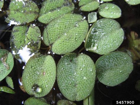 Giant Salvinia - Alberta Invasive Species Council