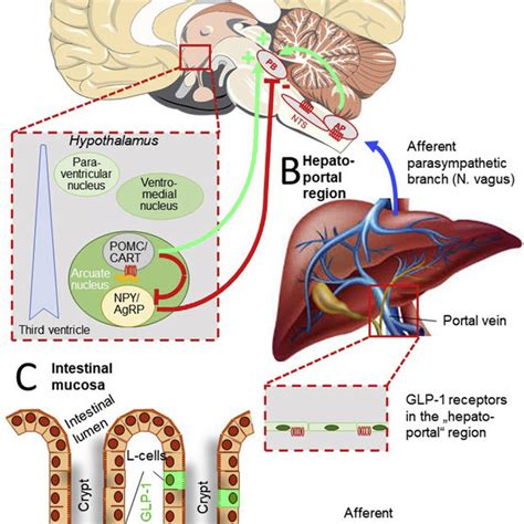 Comparison of approved GLP-1 RAs with respect to their effectiveness in ...