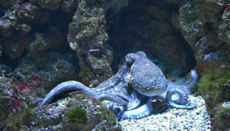 Oklahoma Octopus and the myth behind this name - Pitty Pets