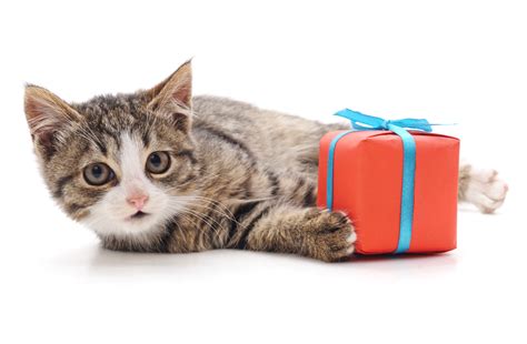 'Playtime Break!': Senior Kitty Bringing Gifts to Owner's Desk Melts Hearts - Newsweek