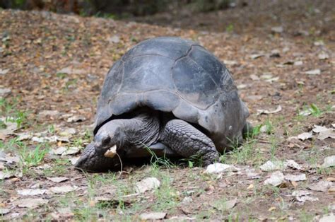 Turtles having sex — Stock Photo © leldej #4351834