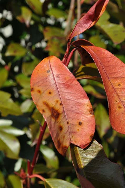 The Garden State: The Trouble With Photinia