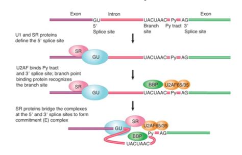 Lecture 6 - RNA Splicing and Processing Flashcards | Quizlet