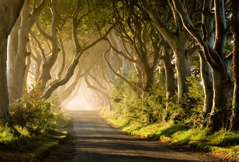 dark-hedges - Kristin Repsher Photography